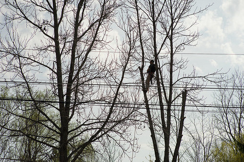 Tree Cutting Service Kingsley Park