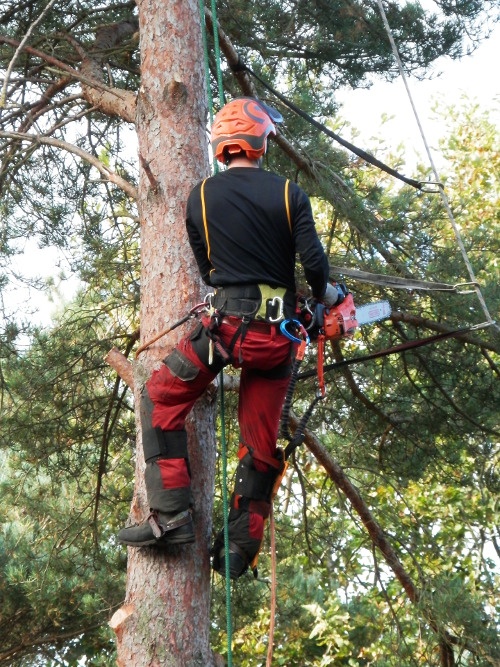 Tree Stump Removal Wollaston
