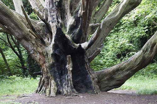 Tree Surgeons Irchester